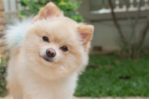 lulu da pomerania pelo curto